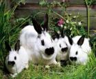 Tavşan ailesinin